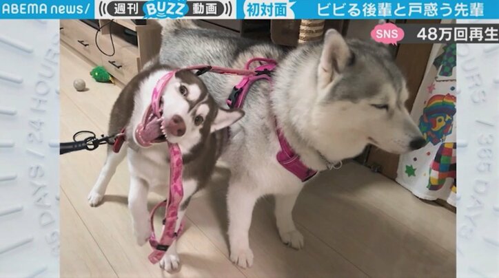 後輩犬の“強烈な個性”にわずか2カ月で立場が逆転…「先輩の困惑が伝わってくる」