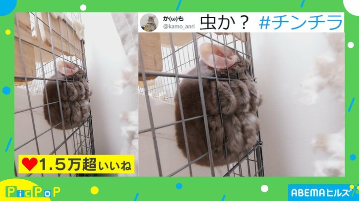 金網に張り付くチンチラに「どうなってんだこれぇ」 “衝撃的なビジュアル”にネット民驚愕