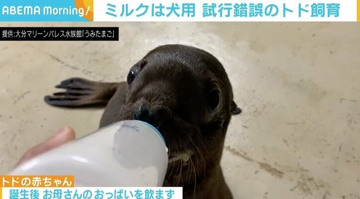 前例がないトドの人工哺育、試行錯誤の末ミルクは犬用のものに 水族館「守れる命は守る」