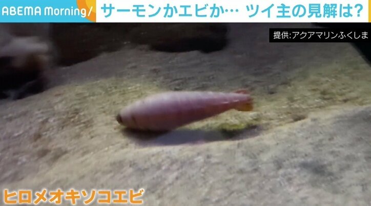 「サーモンに見えた」「エビの握り」 激レア深海生物の“寿司っぷり”が話題に