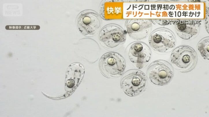 ノドグロの完全養殖に成功した瞬間