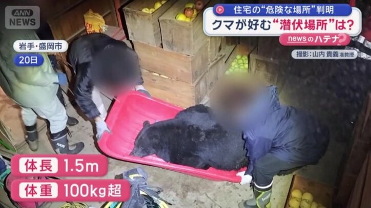 体長は約150センチ、重さは100キロ超