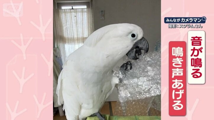 音が鳴る→鳴く