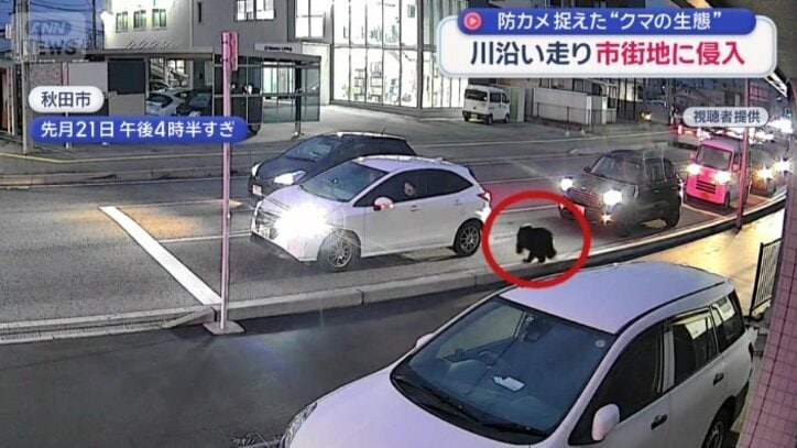 信号待ちの車の間を横切るクマ