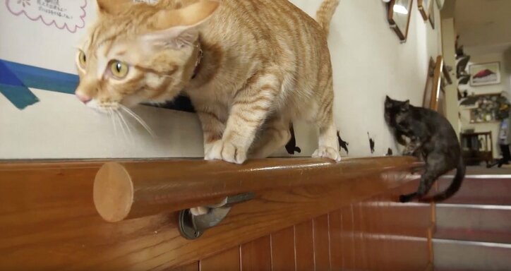 「お待ちしておりましたニャ」旅人を癒す伊豆のモフモフ猫たち