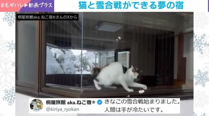 猫のきなこちゃん