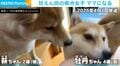 「2カ月前は甘えん坊の娘だったのに…」柴犬が2匹の男の子のママに!親子の全力ロープ遊びにSNSほっこり