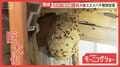 “長雨で凶暴化”秋のスズメバチ 隠れた巨大巣 相次ぐ屋根裏の駆除 ハンターに密着