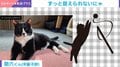 ニンゲンと遊んでやるか…絶妙な“ちょいズレパンチ”を繰り出す猫に「あえて逃がしてあげている?」と反響続々