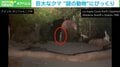 巨大クマが木陰からのっそり登場→後ろから現れた“謎の動物”に驚き！気まずい対面の一部始終 米