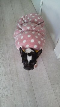 坂上忍『ヤドカリみたいなマルちゃん』