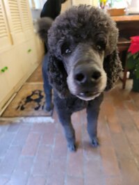 高橋英樹『よくまあ ! 出来た !』