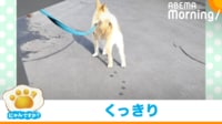 【映像】肉球くっきり!アート作品のような犬の足跡
