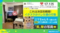 イタズラがバレた猫の行動