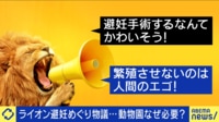 【映像】ライオンへの「避妊処置」に批判の声 種の保存か人間のエゴか 動物園なぜ必要