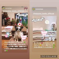 misoNosuke『保護犬猫に美來夢（京都店）のタオルを寄付【#82】』