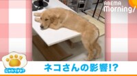 【映像】猫の真似？テーブルの上でくつろぐ大型犬