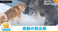 【映像】柴犬のピンチを救う“クール”な狼犬(じゃれあう姿も)
