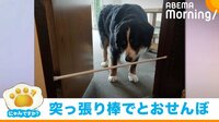 “突っ張り棒”が超えられない大型犬