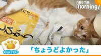【映像】辺り一面にお米を“ぶちまける”猫
