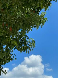 だいたひかる『行ってきます』