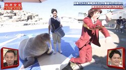 ぱーてぃーちゃん・すがちゃん最高No.1、セイウチの女の子とキスをするもハプニング!? おもしろロケに千鳥が爆笑