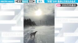 まるで映画のワンシーン！“地吹雪”の中でたたずむ1頭の犬に「絵になるなぁ」「たくましい…ボルゾイ憧れの犬種です」と反響