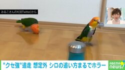 まるで貞子!? インコの“クセ強”な追いかけ方に「面白がってるw」「逃げる理由がわかるw」と爆笑の声