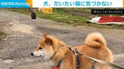 「だいたい猫に気づかない」散歩中の柴犬が猫を“素通り”する様子に「後ろー！」と反響