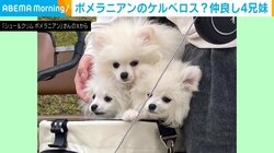ポメラニアンのケルベロス現る!? 身を寄せ合う“愛くるしい”姿に「初めて見ましたポメベロス」など話題