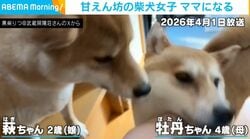 「2カ月前は甘えん坊の娘だったのに…」柴犬が2匹の男の子のママに！親子の全力ロープ遊びにSNSほっこり