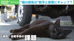 犬猫の“殺処分”は本当に減っているのか？ 不透明な実態に「救いたい気持ちは同じ」