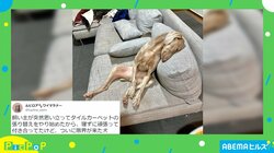 遊び疲れてソファで力尽きる犬 まるで人間のような寝姿に「絶対中に人入ってますよね？」など反響続々