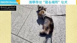 ルンルンの散歩中でも急に“ゴロン” 飼い主「浅草寺につくと急に寝ます」