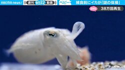 「イカも柔軟するのか…」捕食直前のイカが謎の“柔軟”体操！ 衝撃映像に驚きの声