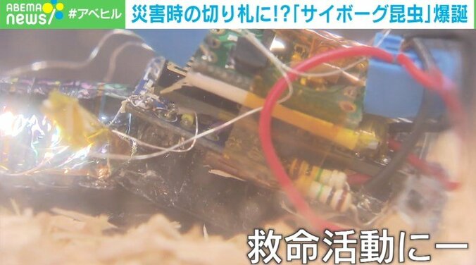 「サイボーグ昆虫」が命を救う 開発者が明かす“災害救助の未来” 5枚目