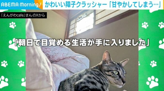 猫のはるかぜくん