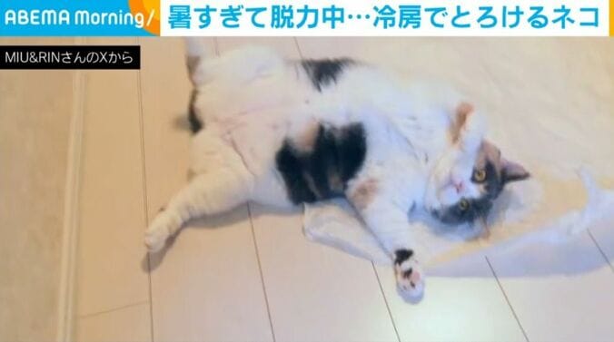 みゅーちゃん