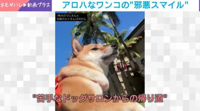 柴犬・うにちゃん