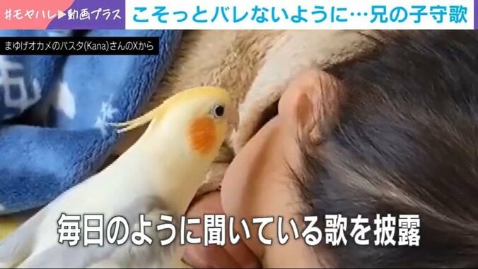 子守唄を歌うインコ