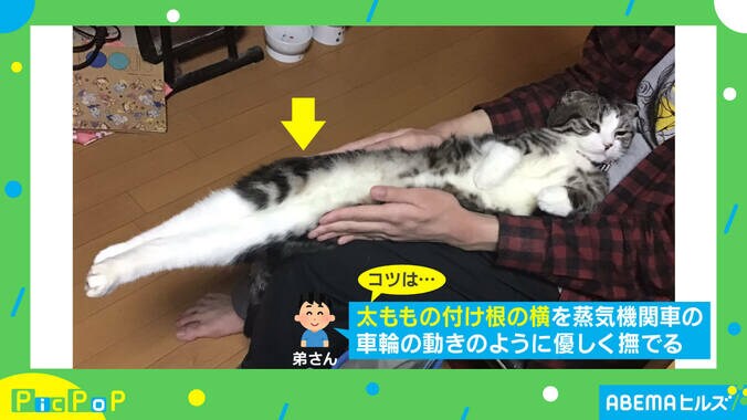 弟が極めた「猫の伸ばし方」に反響殺到！ “奇跡の一枚”を撮影した投稿主を取材 2枚目