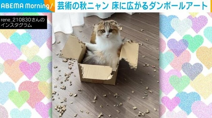 新進気鋭のアーティスト! ダンボールを床に散りばめる猫の“芸術作品”に飼い主爆笑 1枚目