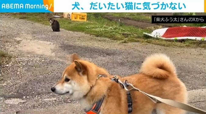 柴犬のふう太くん（4歳）