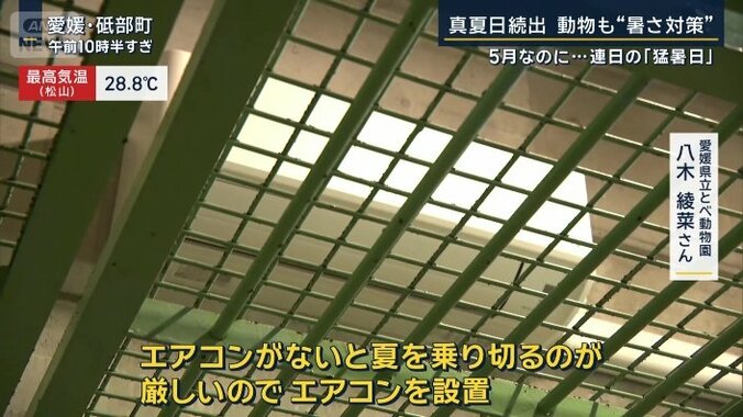 愛媛県立とべ動物園　八木綾菜さん　