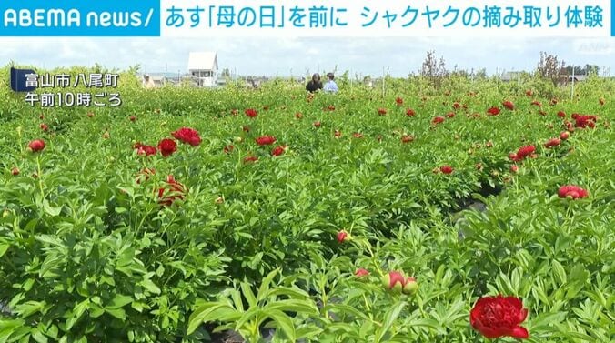 富山市・八尾町