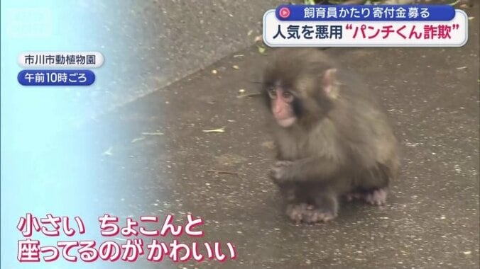 19日のパンチくん