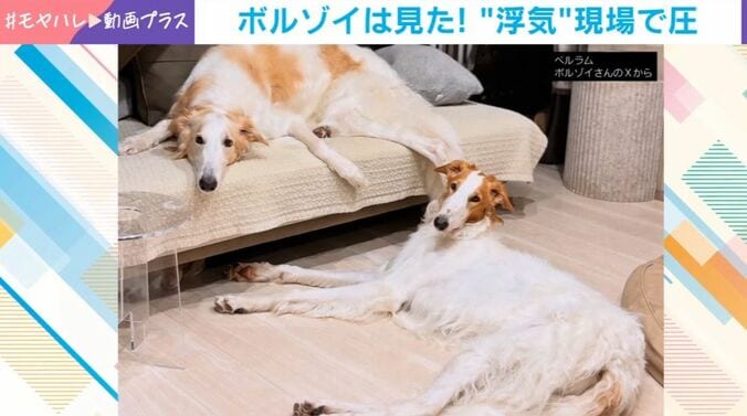 ボルゾイ
