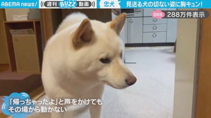 柴犬