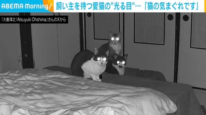 5匹の猫