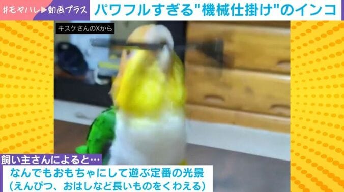 シロハラインコのパルくん（4歳）